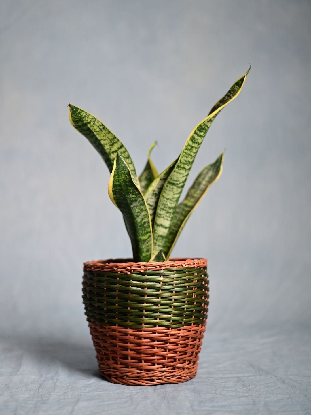 Handmade Wicker Planter - Green