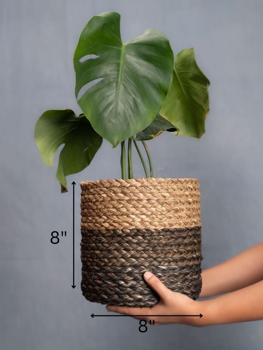 Handmade Sabai Grass Planter - Black - Kadam Haat