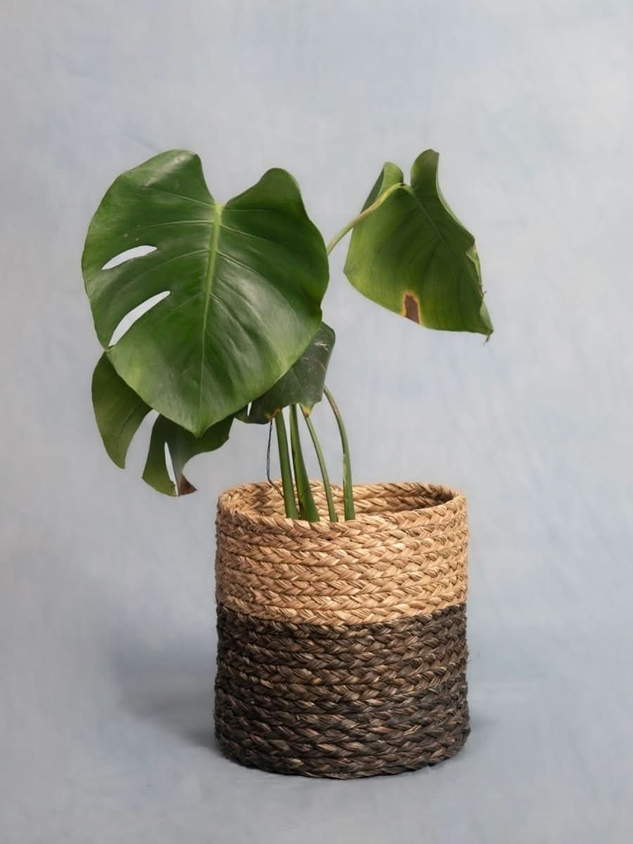 Handmade Sabai Grass Planter - Black - Kadam Haat