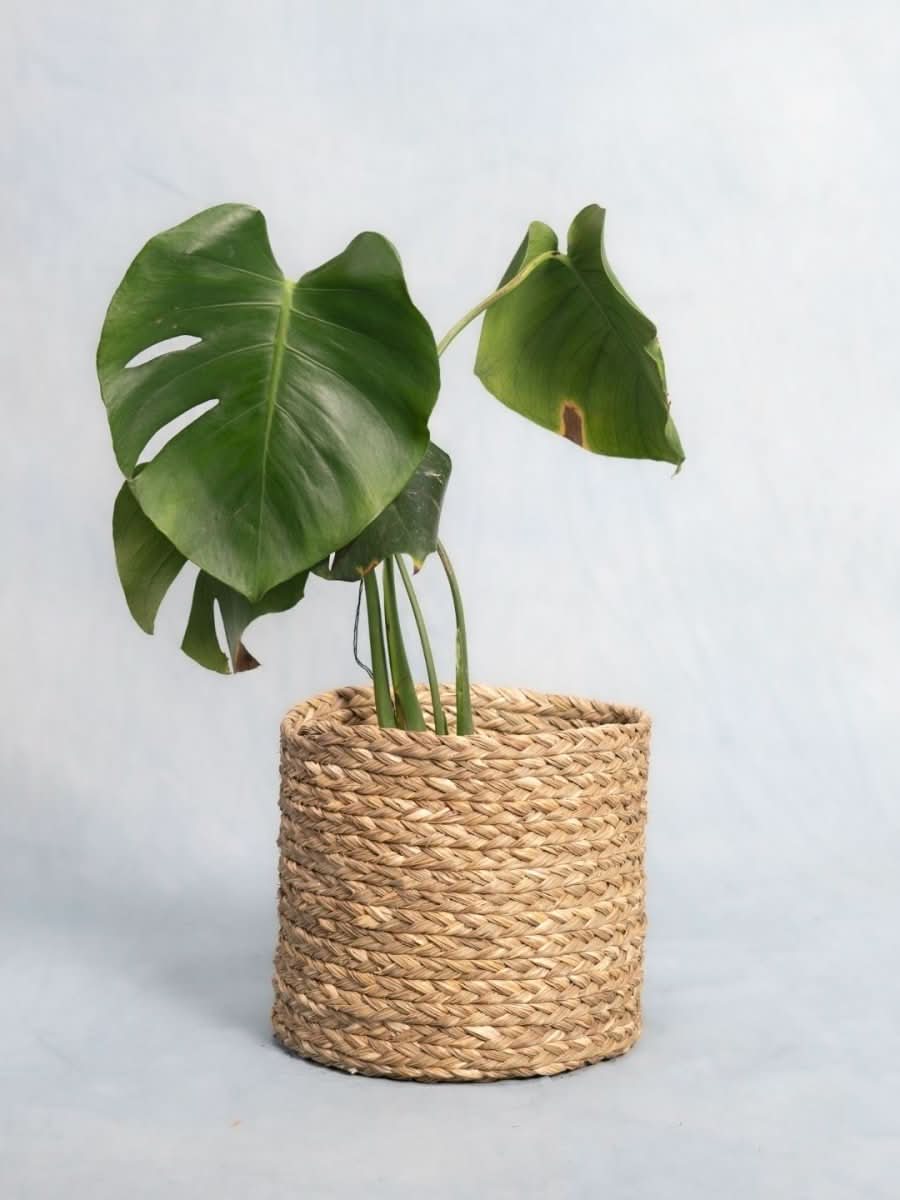 Handmade Sabai Grass Planter - Natural - Kadam Haat