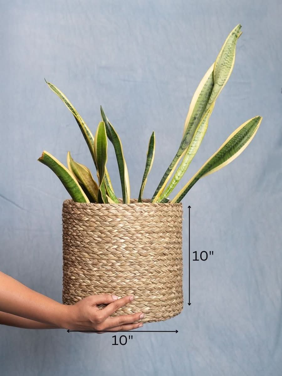 Handmade Sabai Grass Planter - Natural - Kadam Haat