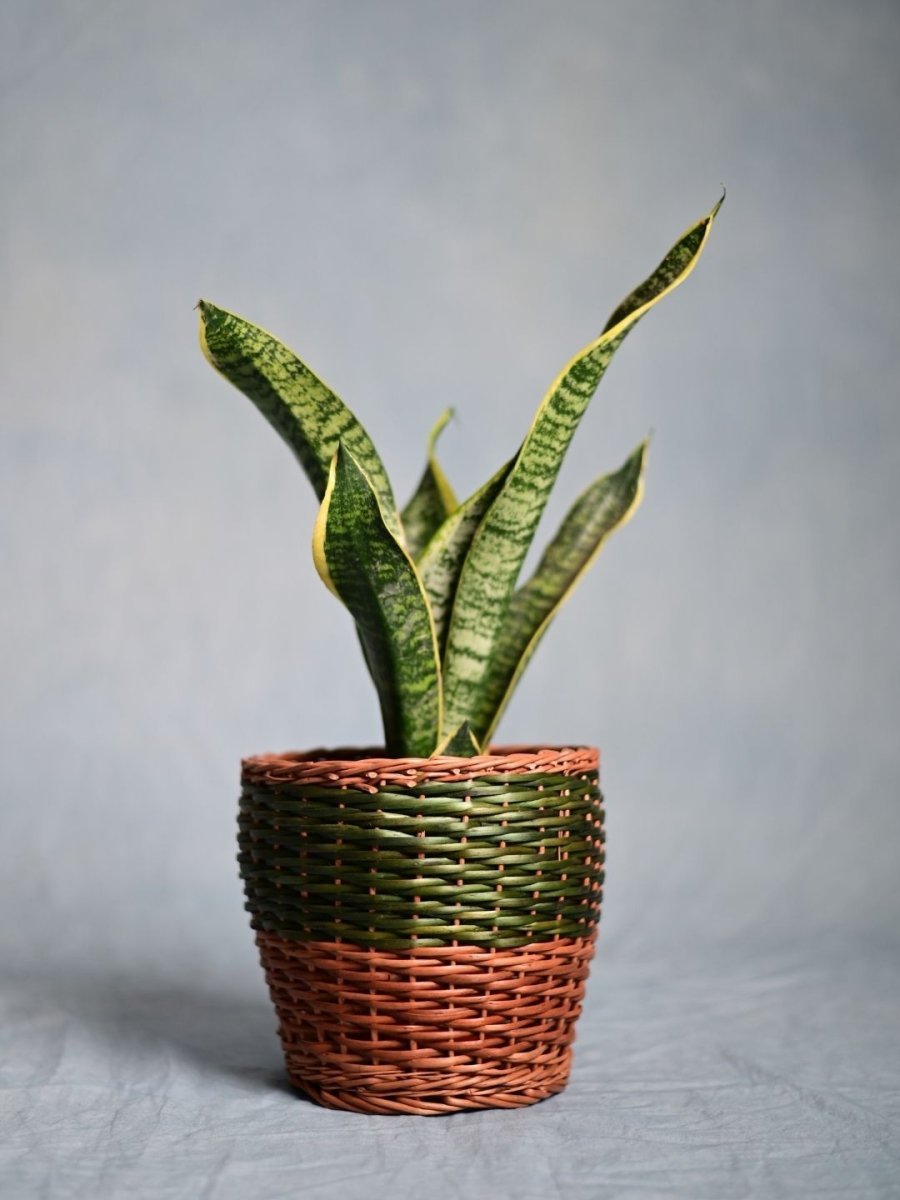 Handmade Wicker Planter - Green - Kadam Haat