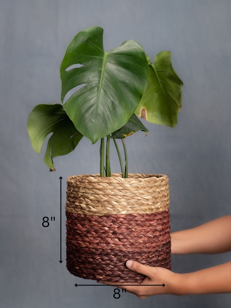 Handmade Sabai Grass Planter - Brown - Kadam Haat