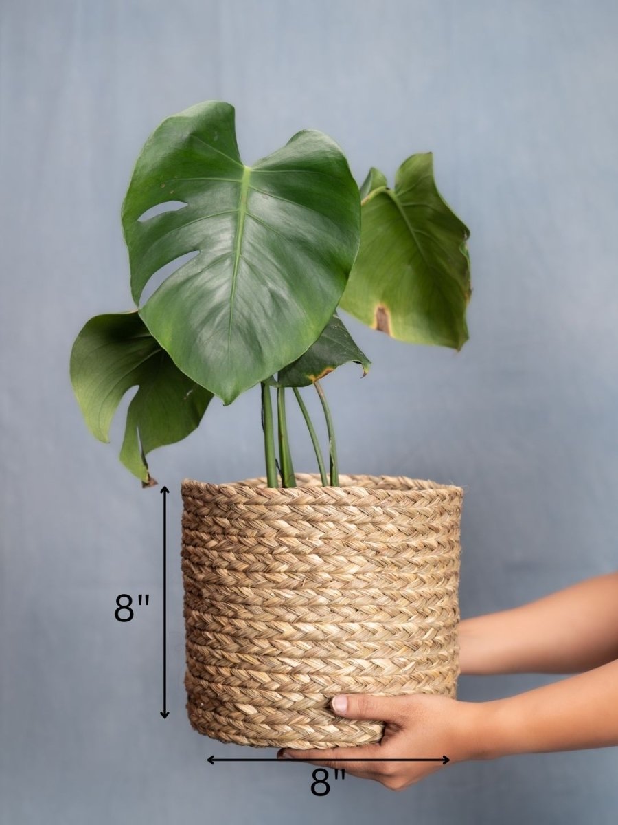 Handmade Sabai Grass Planter - Natural - Kadam Haat