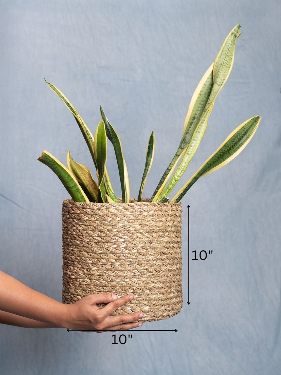 Handmade Sabai Grass Planter - Natural - Kadam Haat