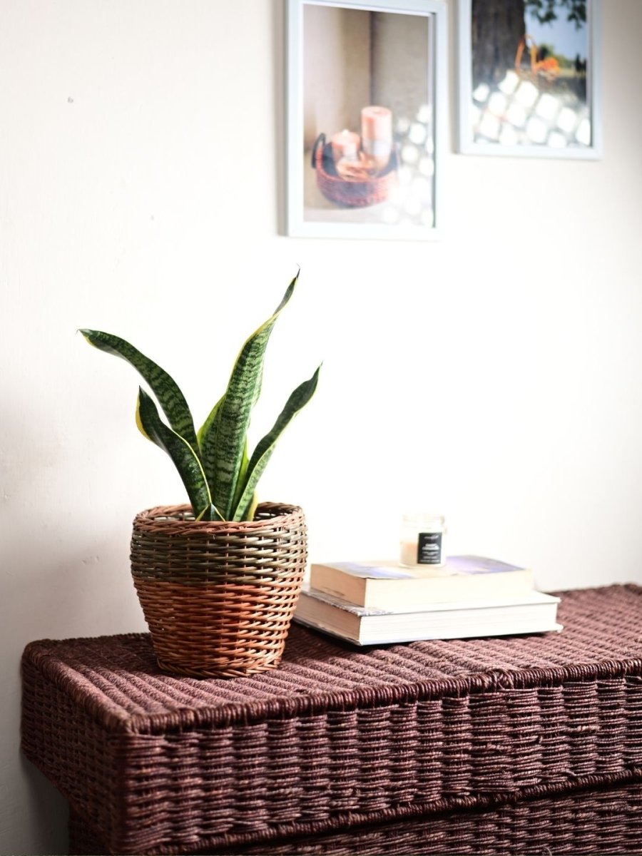 Handmade Wicker Planter - Green - Kadam Haat